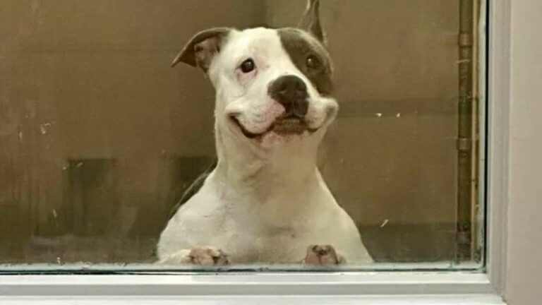 rescue dog