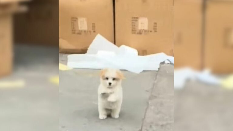 sweet stray dog