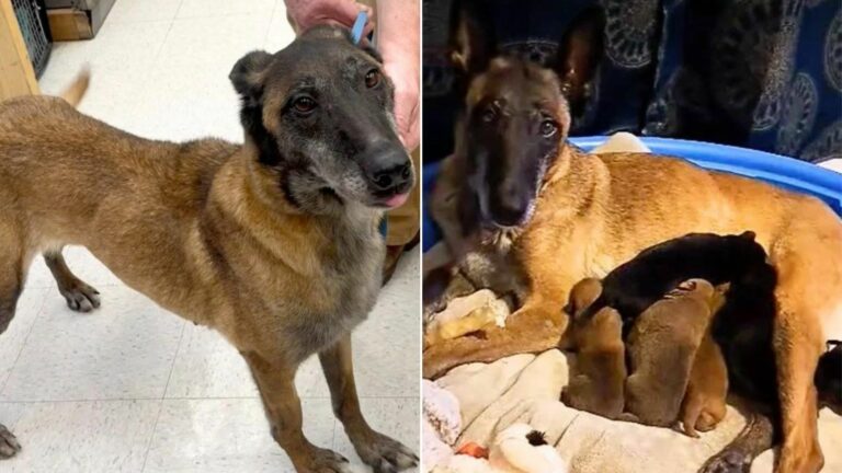 mama dog separated from her puppies
