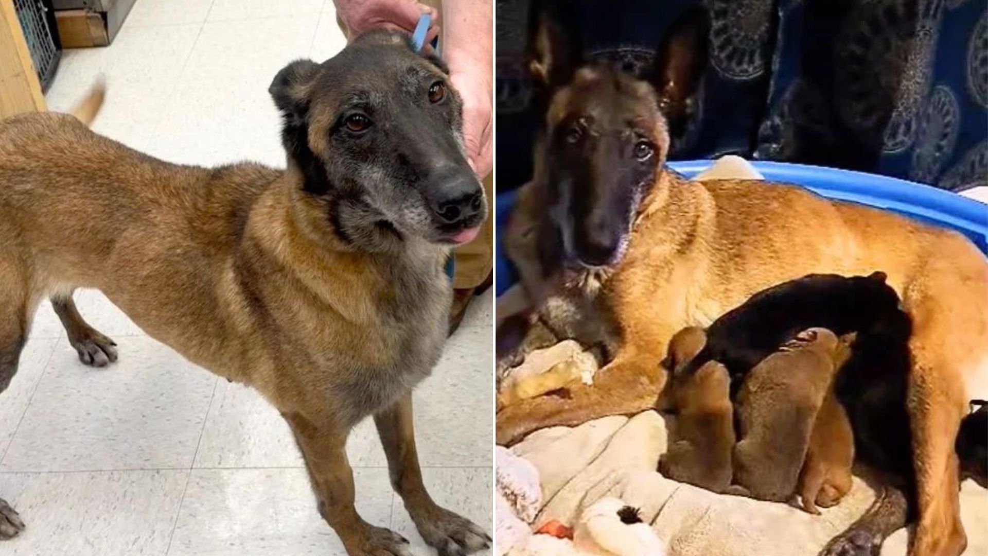 mama dog separated from her puppies