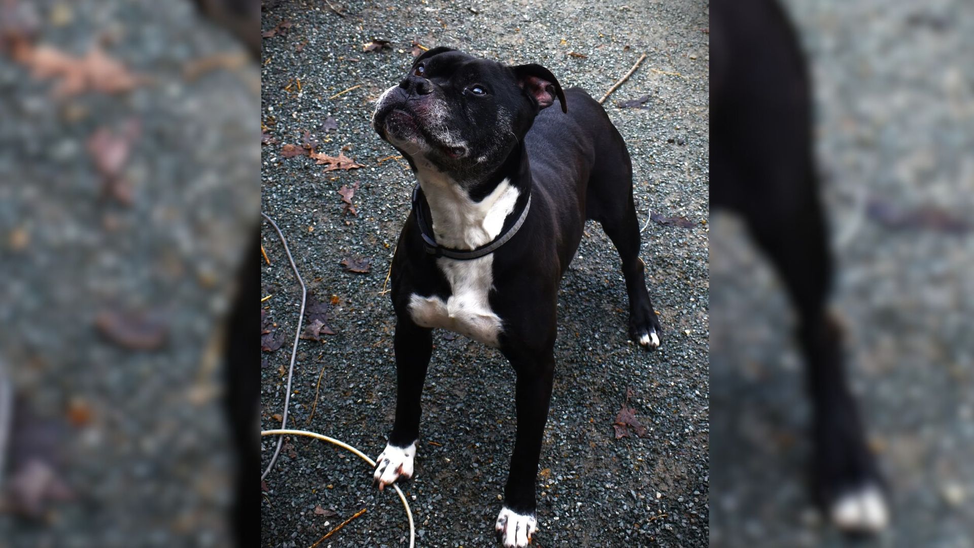 dog in a shelter
