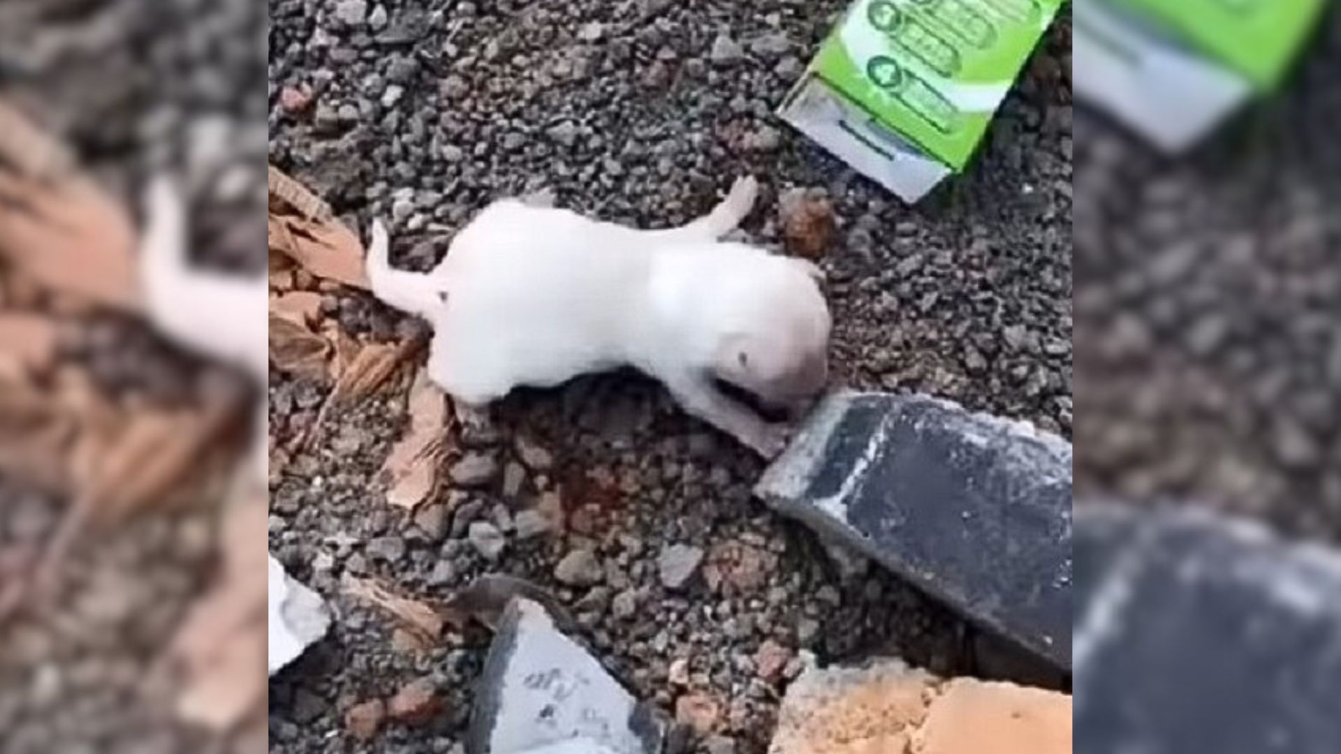 abandoned puppy