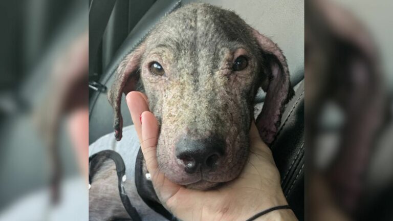 rescued dog
