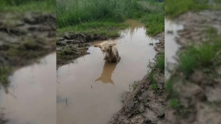an injured pup needed help