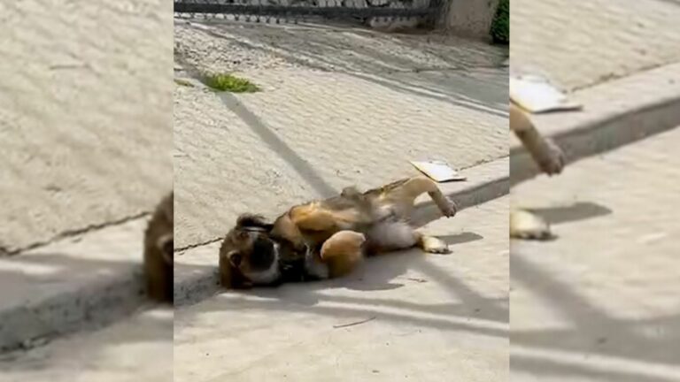 injured puppy on the side of the road