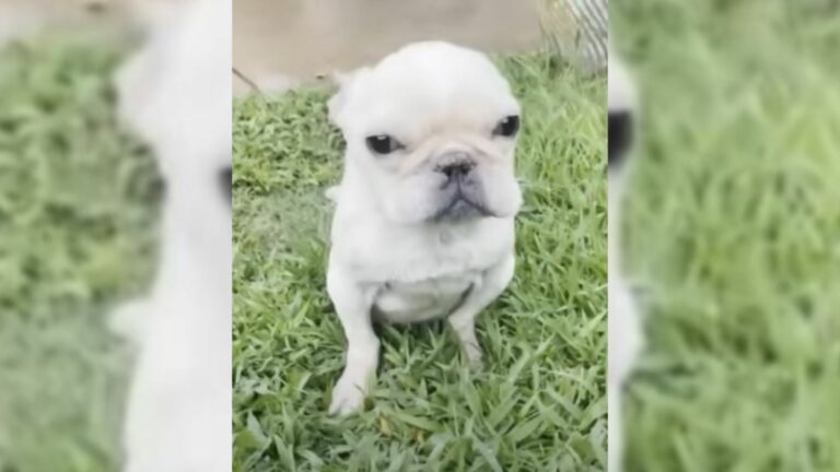 abused dog sitting on grass