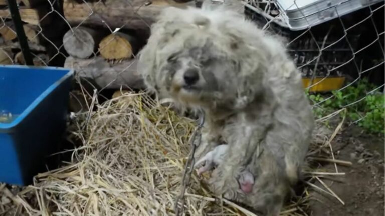 chained mother dog