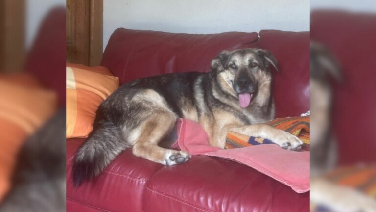 dog in a new home