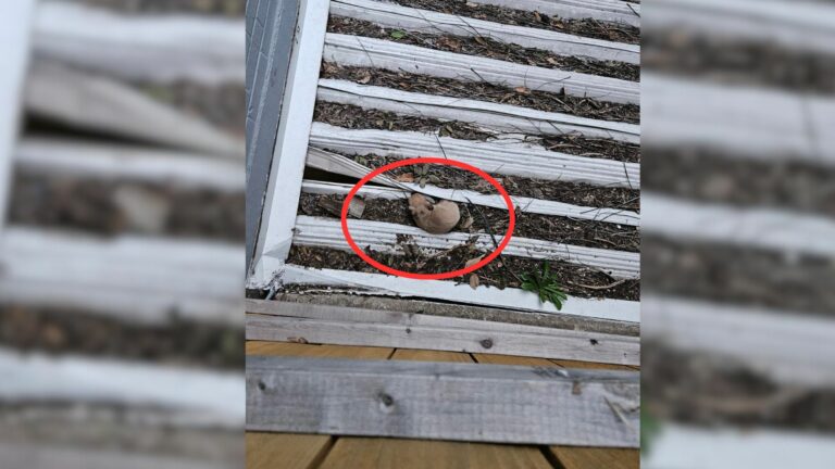 tiny fur baby stuck on a roof