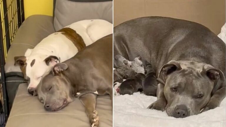 pitbull nursing puppies