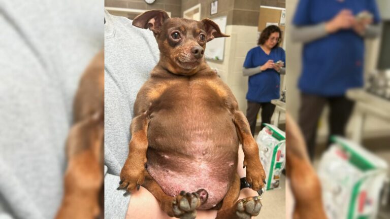 chubby pup at the shelter