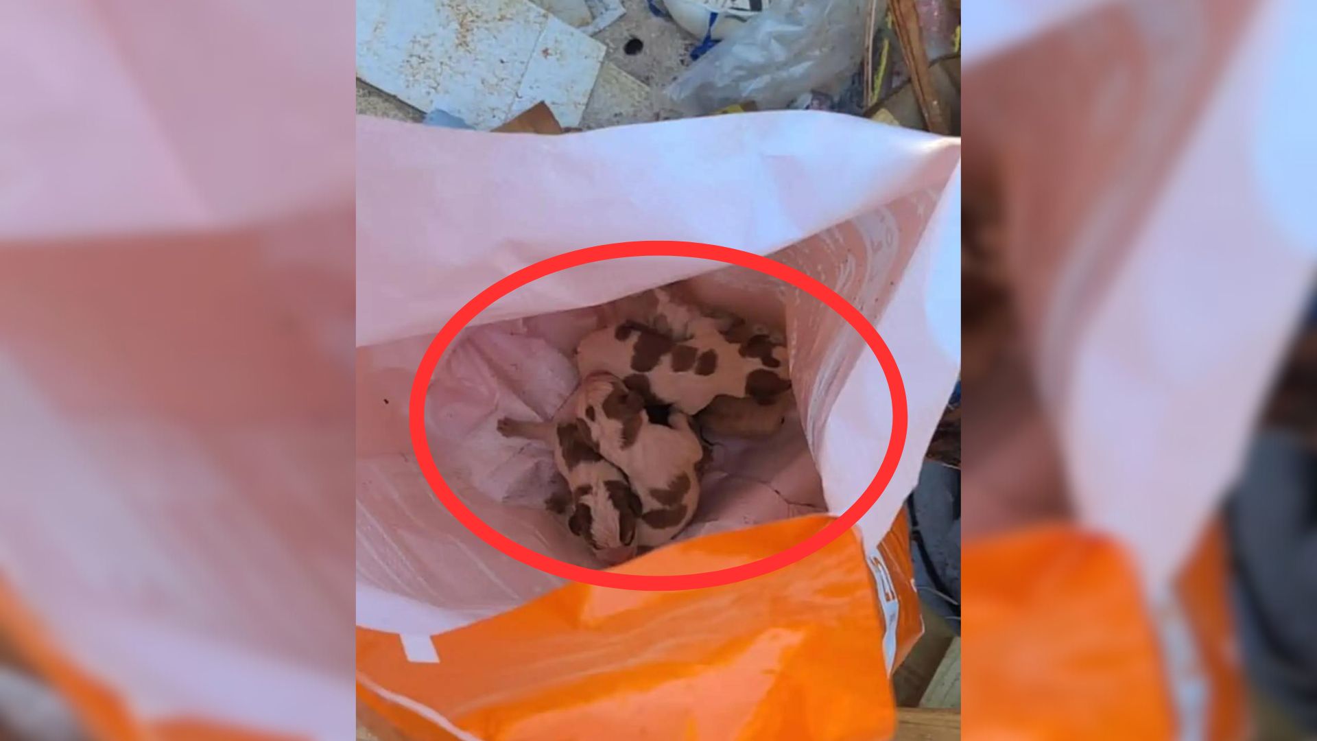 workers founf puppies on dumpster