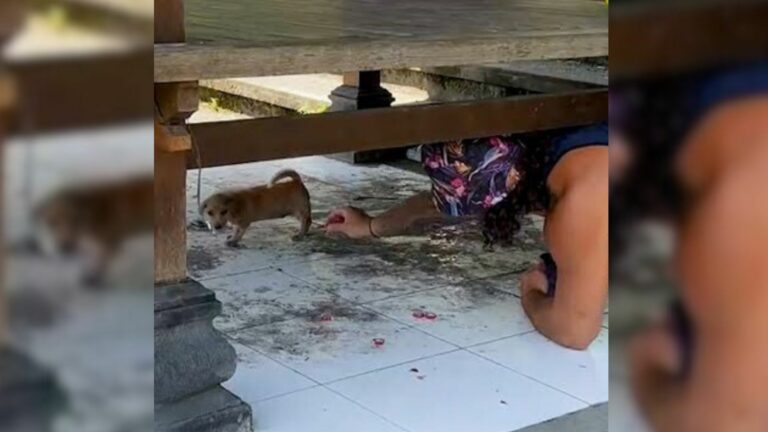 couple found abandoned puppies