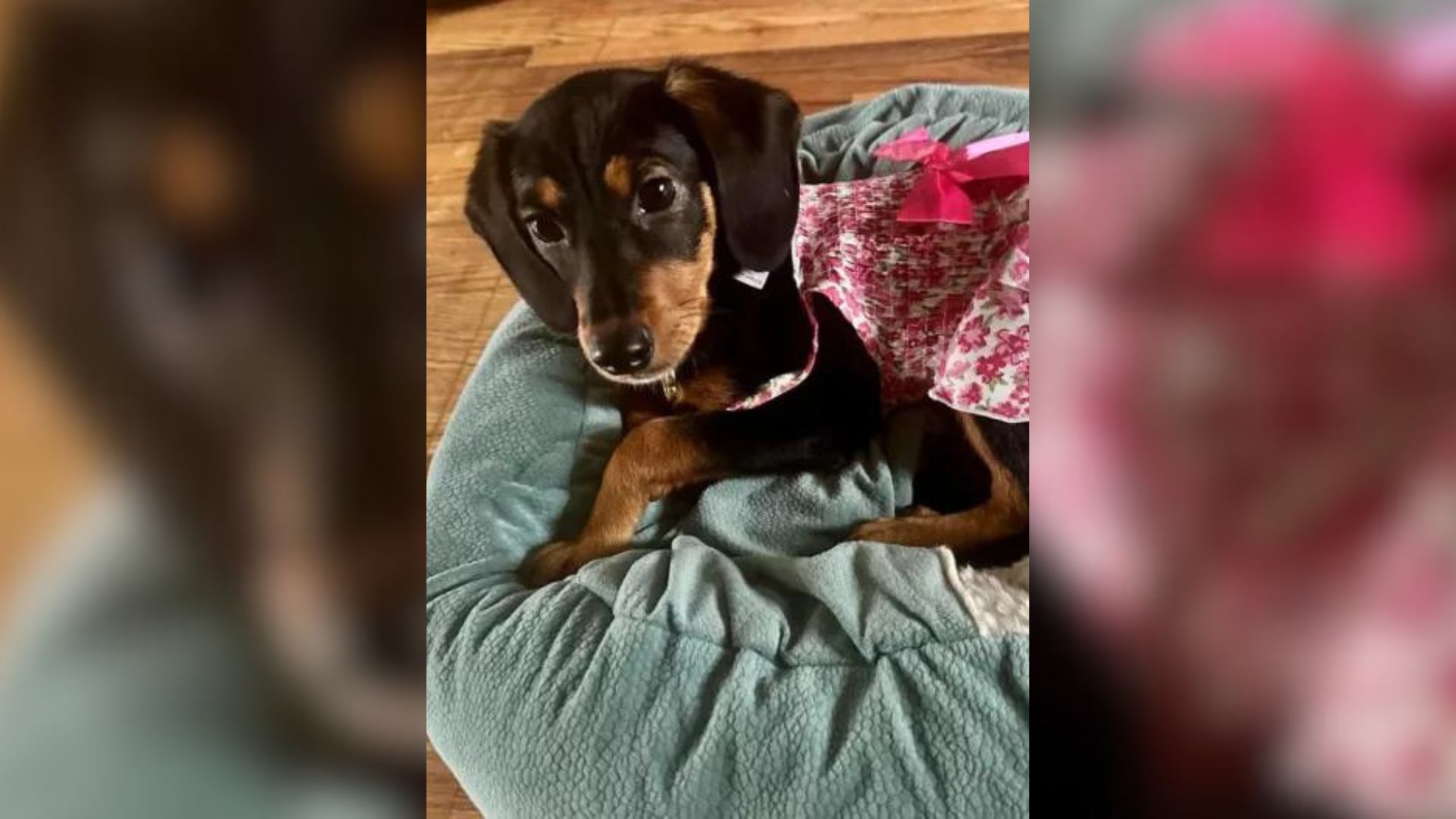Couple Did A DNA Test For Their Dog And Were Surprised By The Results