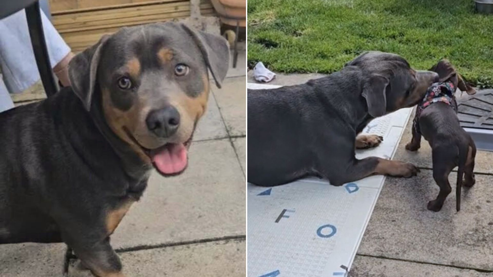 Witness This Dog’s Unique Breed That Stunned Everyone On The Internet