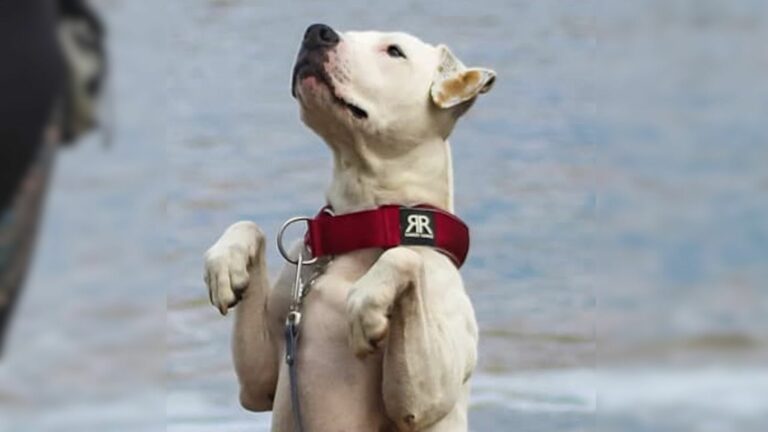 photo of deaf dog