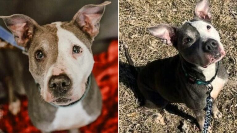 determined pittie in a shelter
