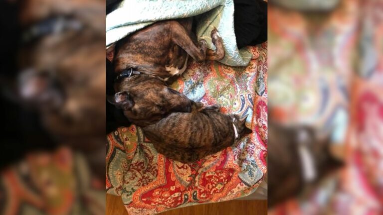 dpg and her best feline friend