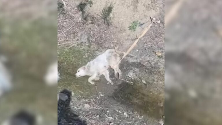dog feeding a puppies