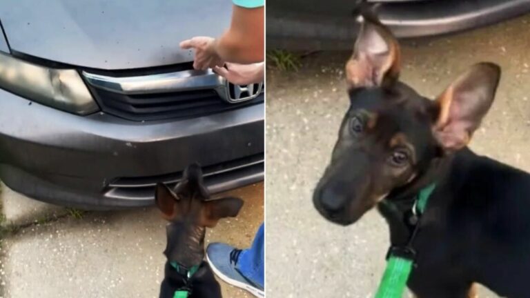dog crying beacuse of the kitten in car