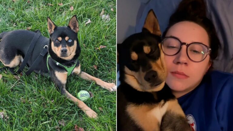 dog returned to shelter