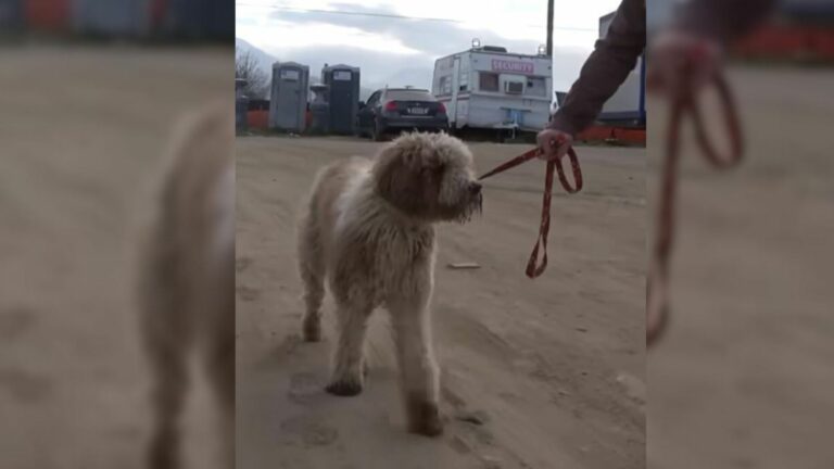 heartlessy dumped dog