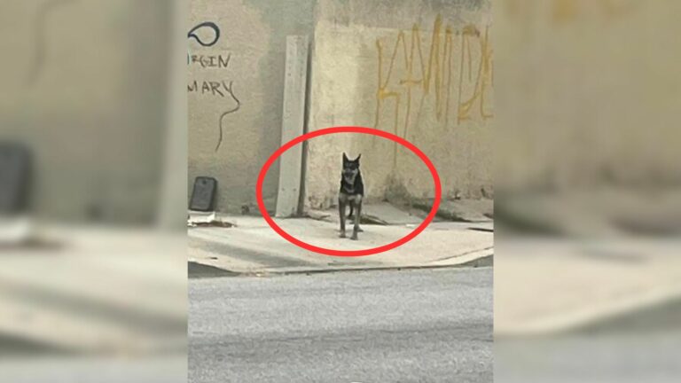 dog in agony looking for home