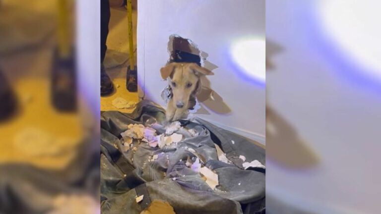 dog stuck inside the wall