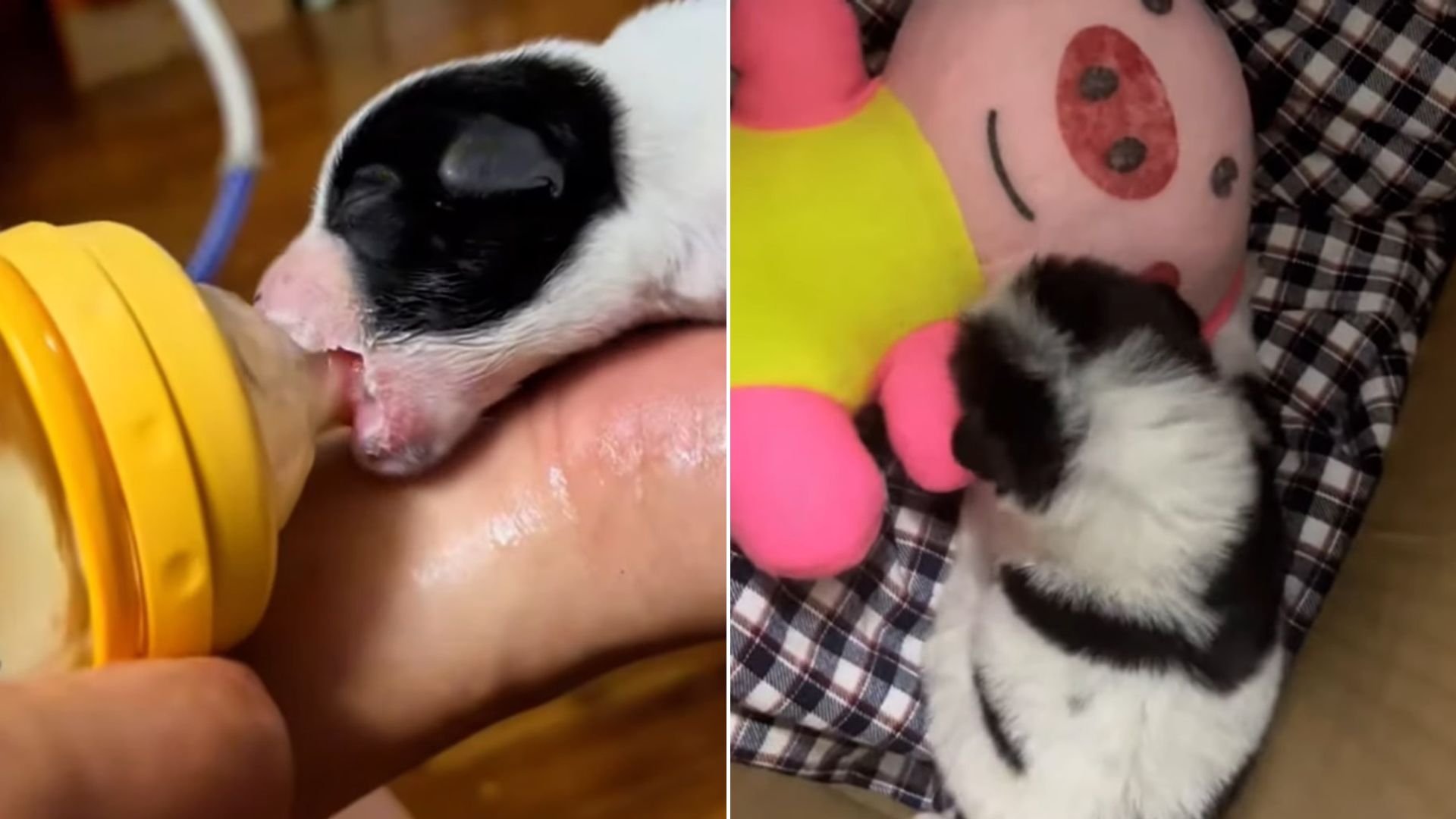 Family Realized There Was A Newborn Puppy In A Pile Of Leaves So They Tried To Help