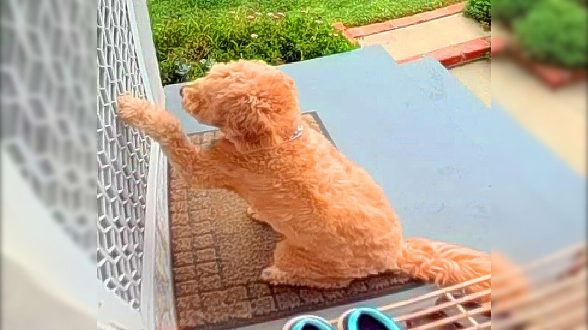 Goldendoodle dog