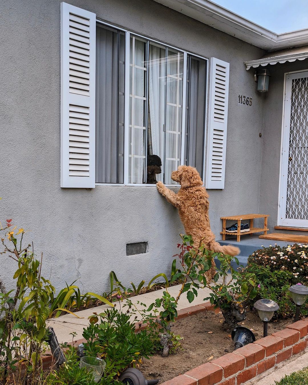 Goldendoodle dog standing on a two legs