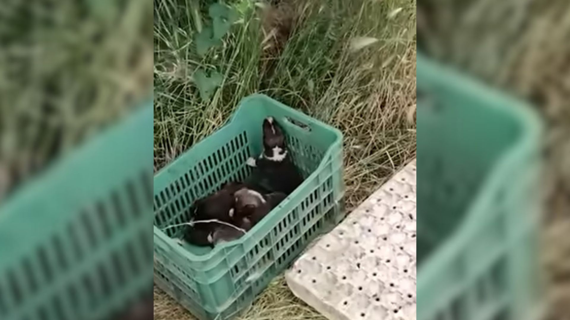 box full of abandoned puppies
