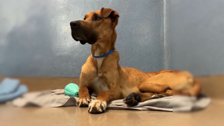 great dane lying