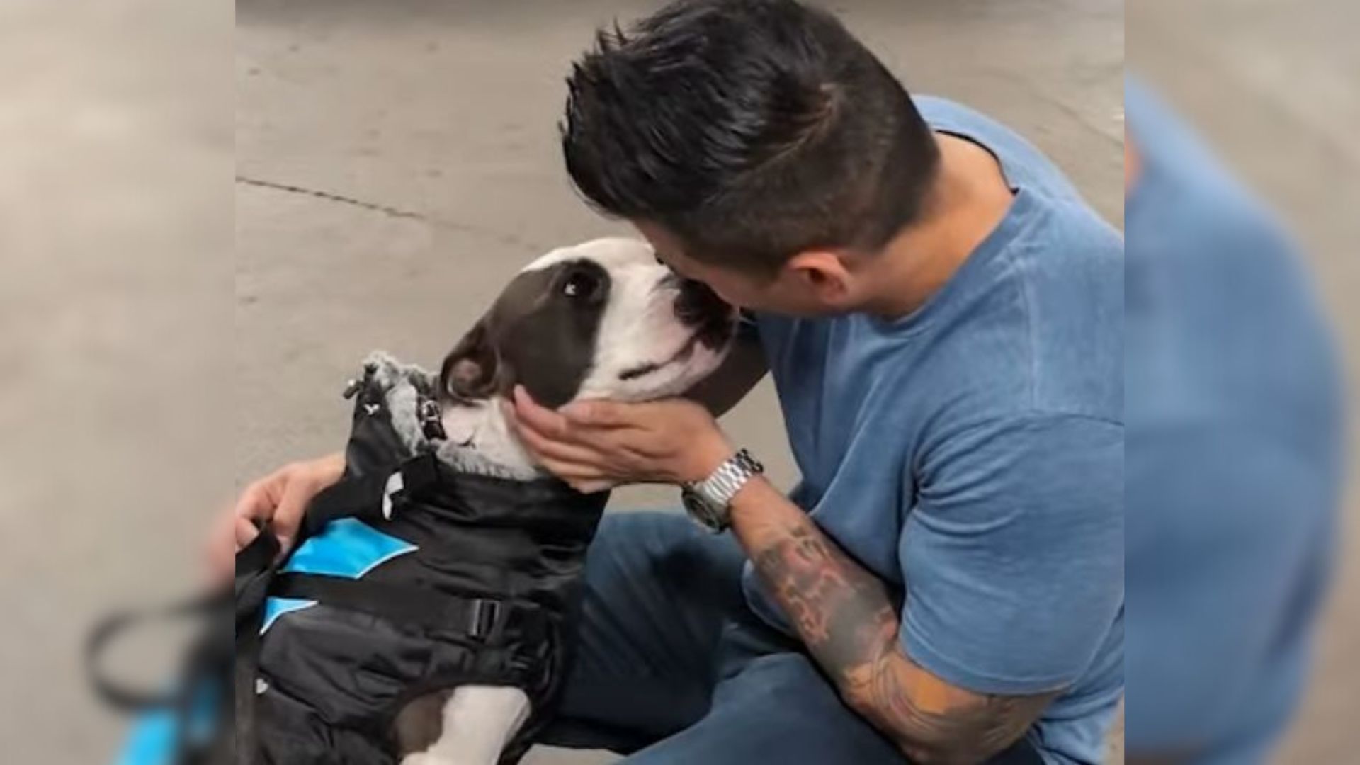 man kissing pitbull