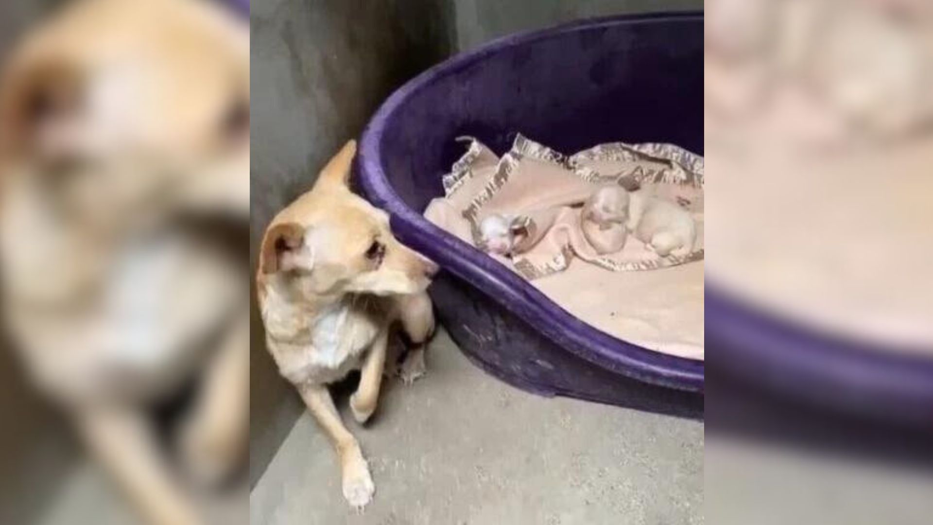 mother dog and puppies