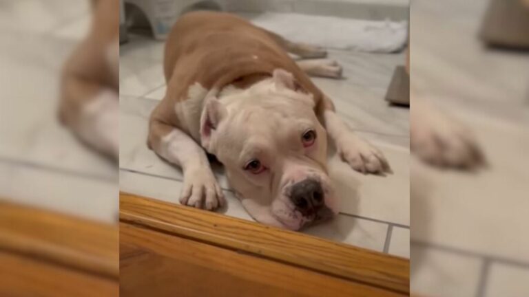 abandoned breeding dog