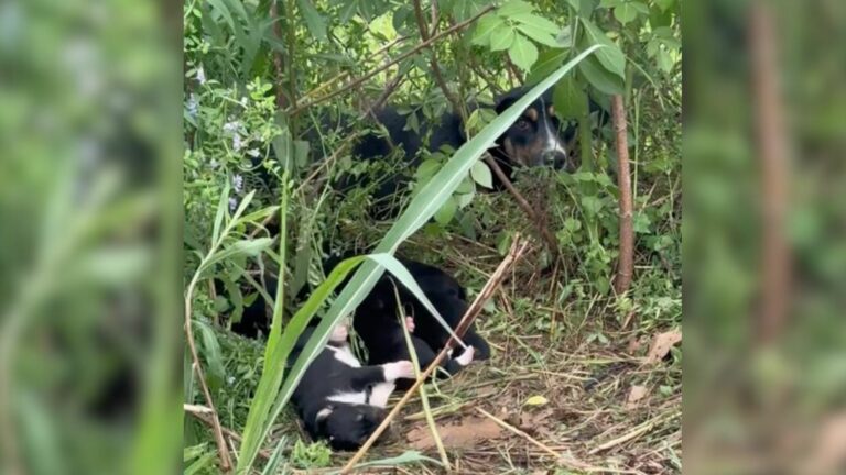 abandoned mama dog with her puppies