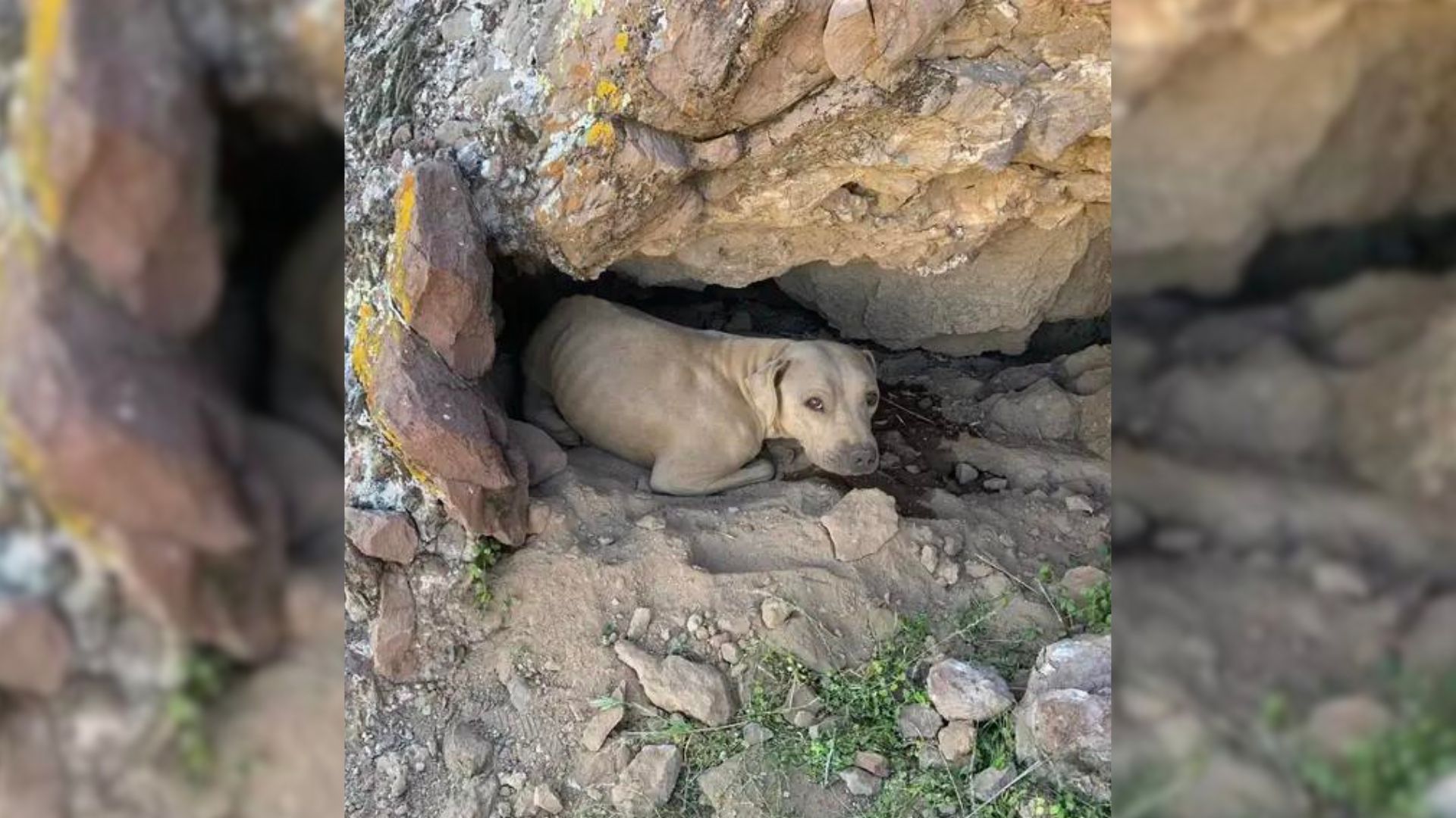 Dog in mountain