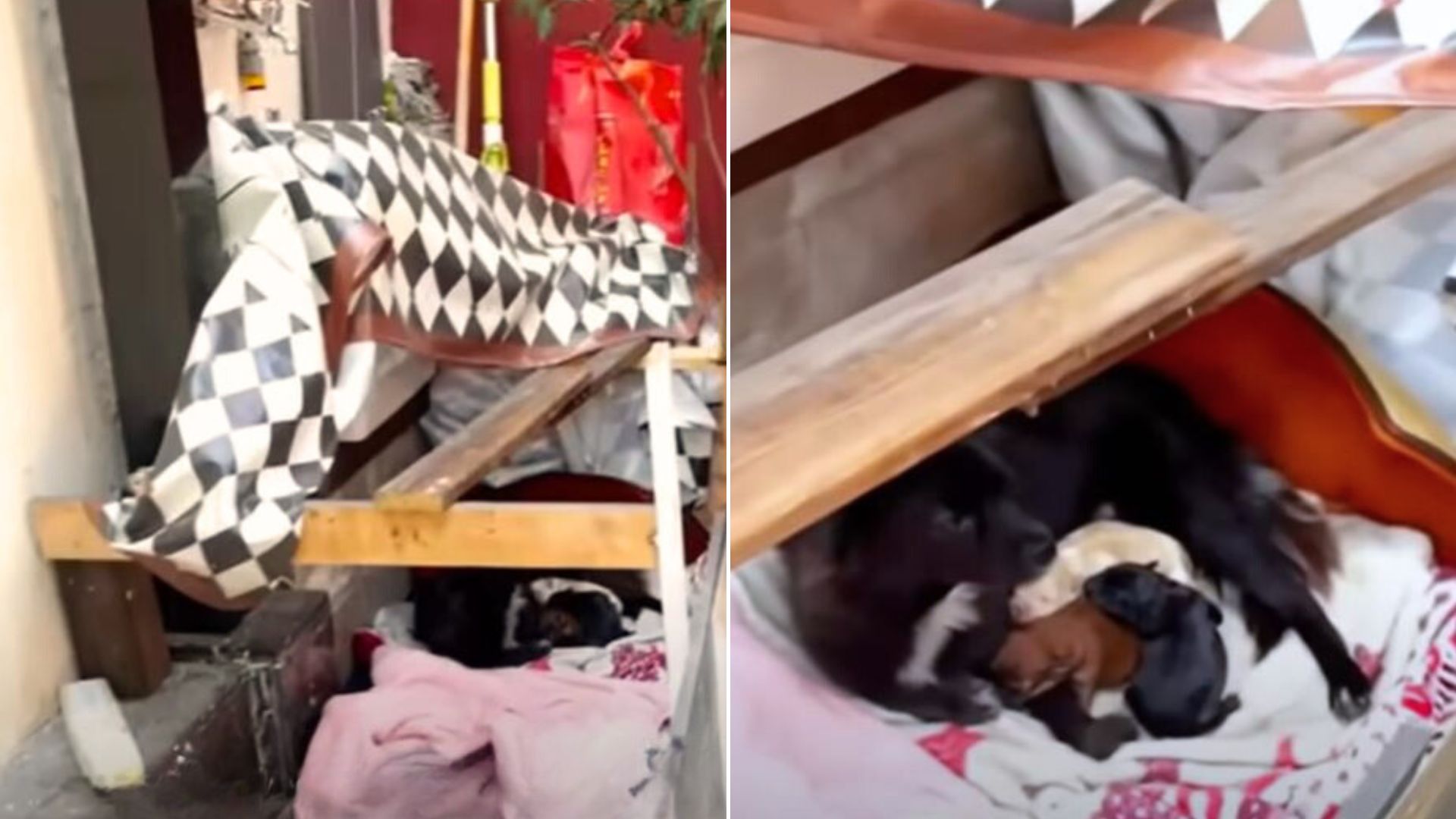 Homeowners Find A Dog Standing In Front Of Their House, Only To Discover Her Big Secret