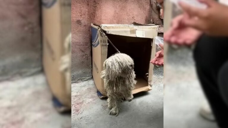 horribly matted dog