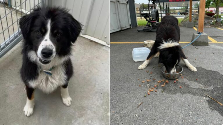 dog tied up to shelter shed