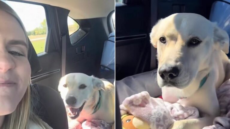 photo of rescued dog