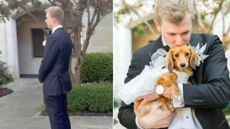 a dog on the wedding