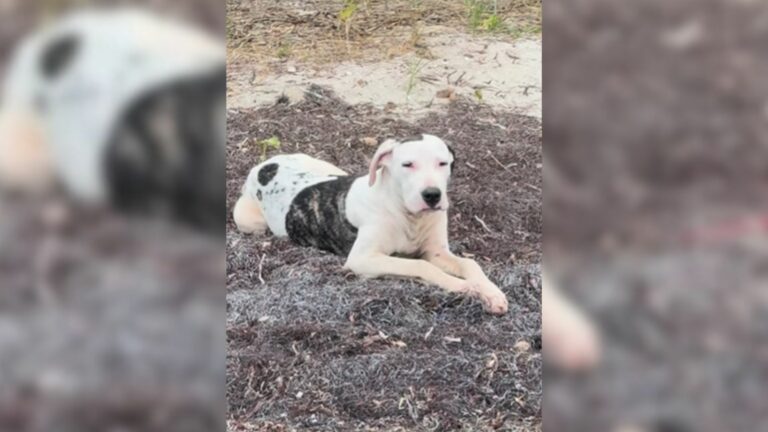 stray dog at the beach