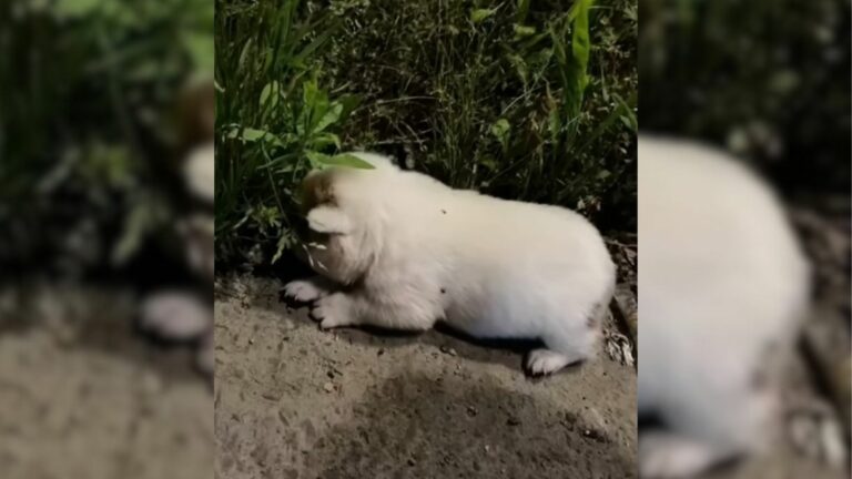kind people rescued puppy