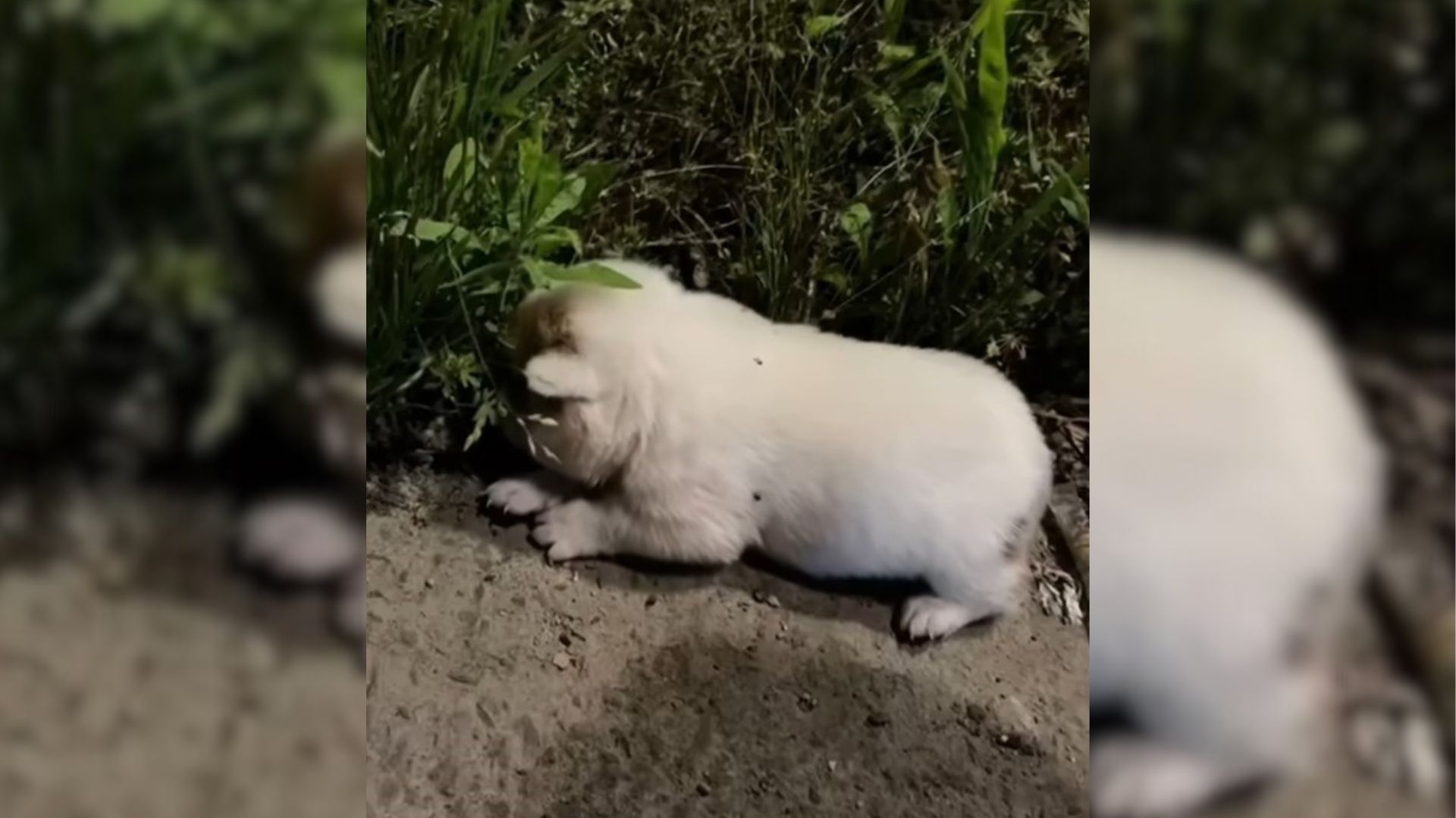 Sick And Starving Puppy Lying Helplessly At A Park Leaves Rescuers Shocked