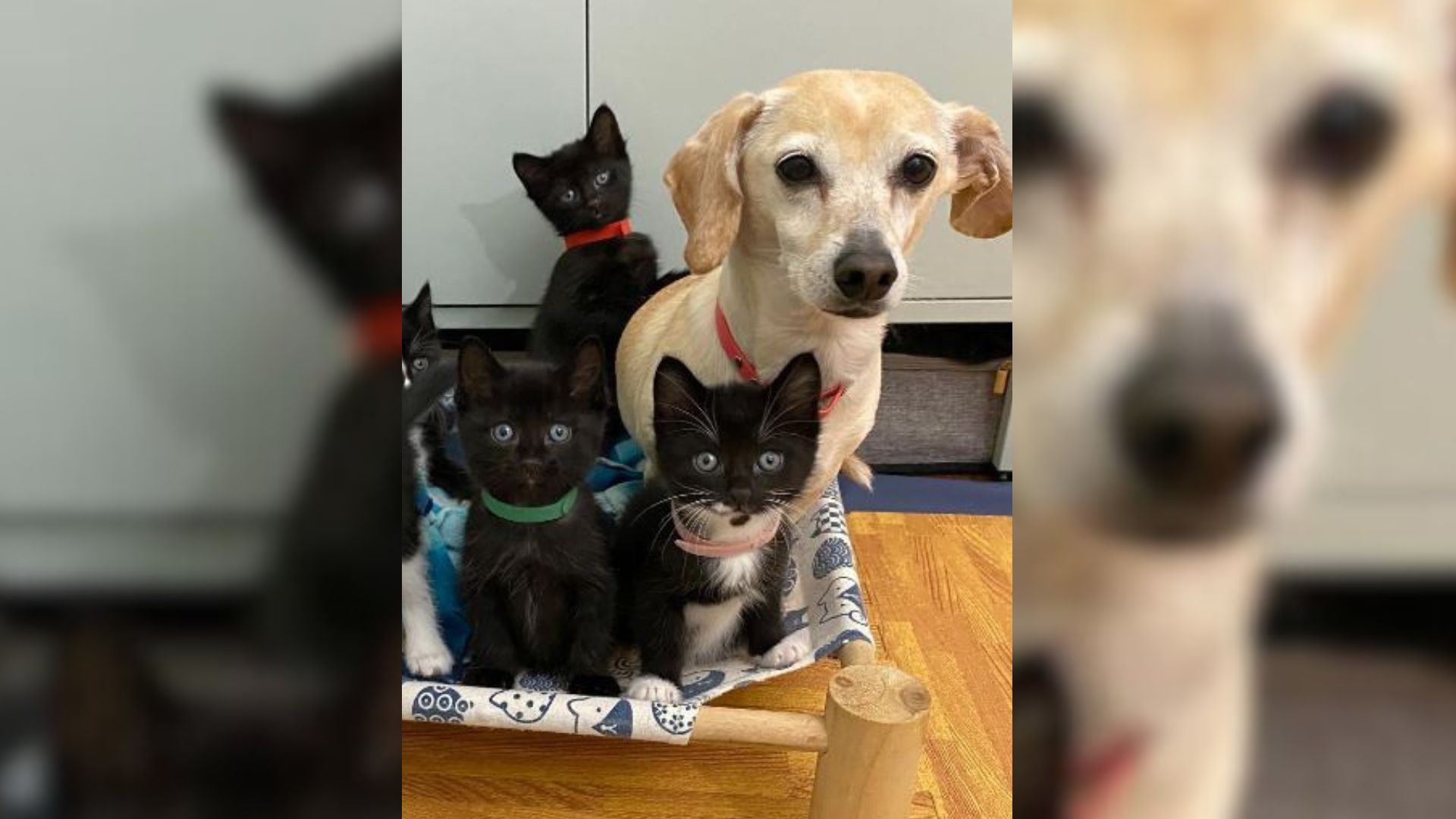 Virginia Foster Mom Brought Home Some Kittens, Her Pups Reaction Melted Her Heart