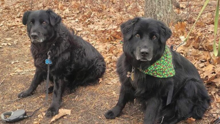 long lost doggo siblings reunited