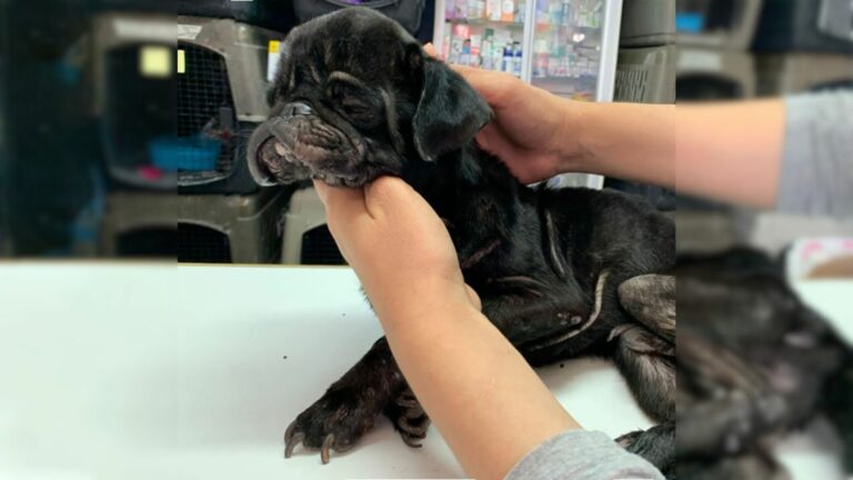 neglected black dog