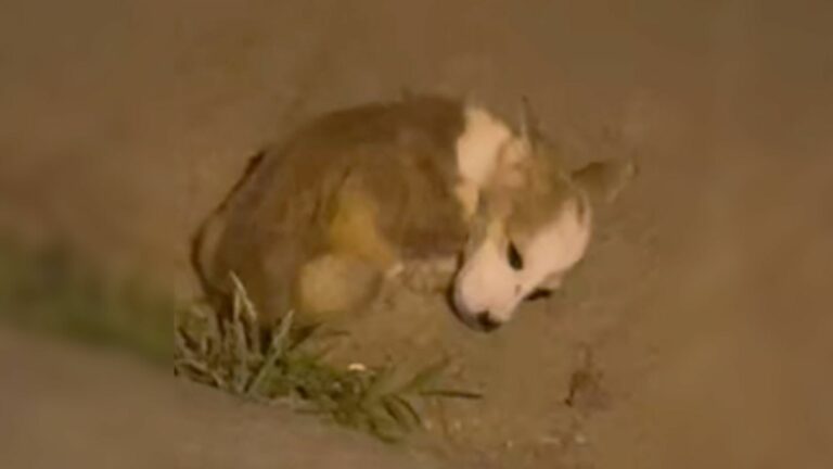 malnourished puppy lying in parking lot